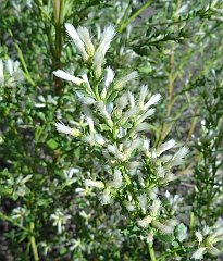 baccharis pilularis - coyote bush female